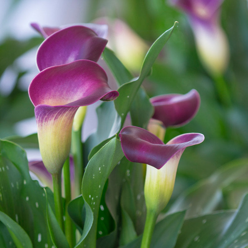 Calla Lily 'Nashville' (Bulbs)-myBageecha