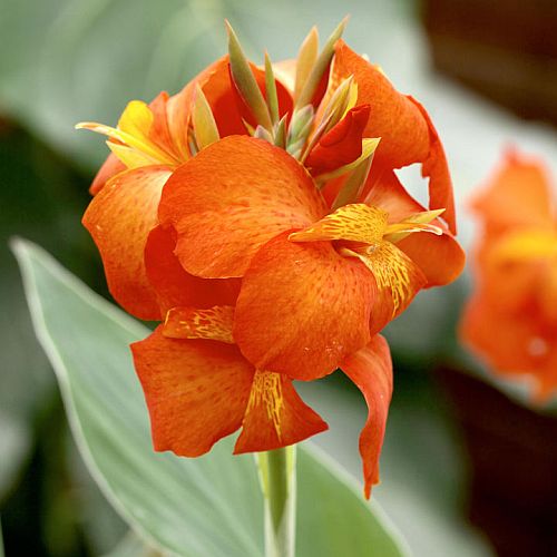 Canna Orange Beauty (Bulbs) - myBageecha