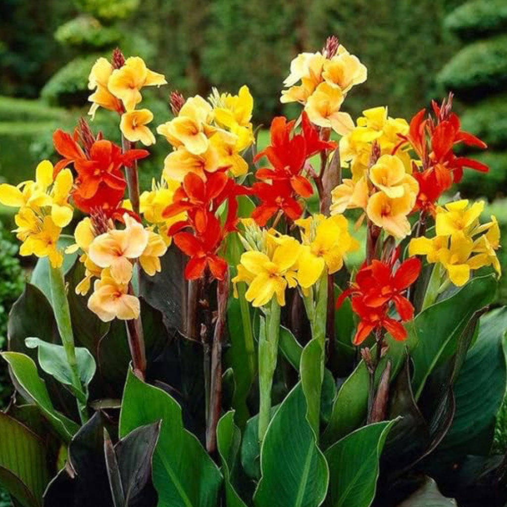 Canna Lily Coccinea Red & Carol's Yellow Mix (Bulbs)