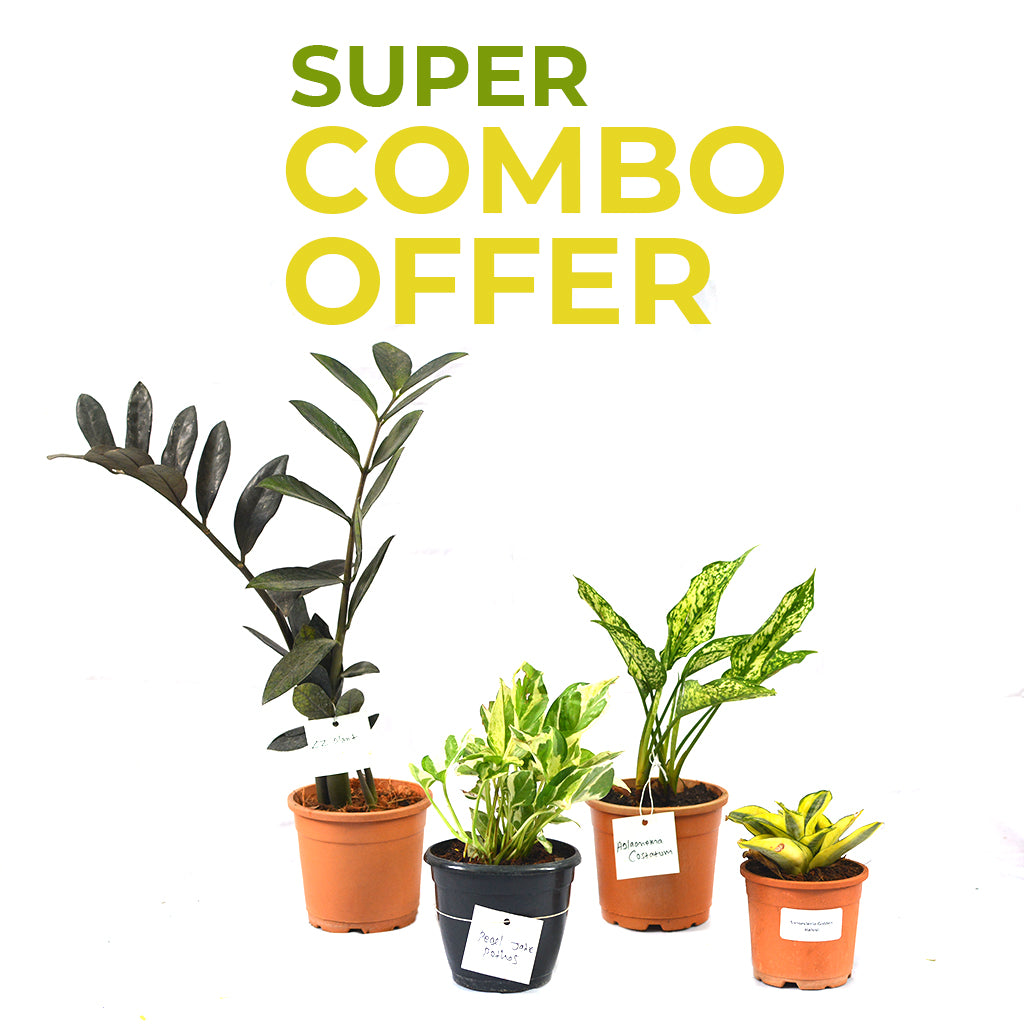 Combos of 4 Indoor starter pack  - ZZ Plant + Pearl Jade Pothos + Aglaonema Costatum + Golden Hehnii