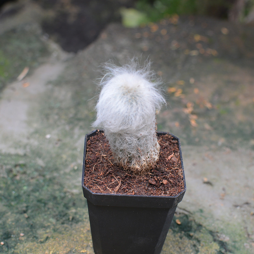 Espostoa Lanata Cotton Ball Cactus Plant - myBageecha