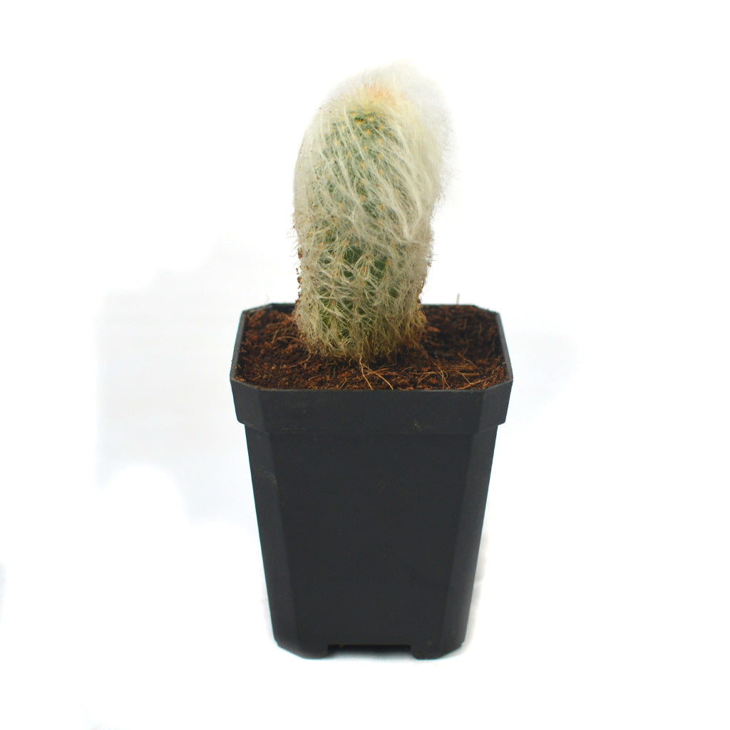 Espostoa Lanata Cotton Ball Cactus Plant - myBageecha