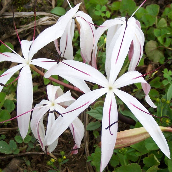 white spider crinum lily amoenum Crinum Amoenum Bulbs – fragrant pink summer flowers for India