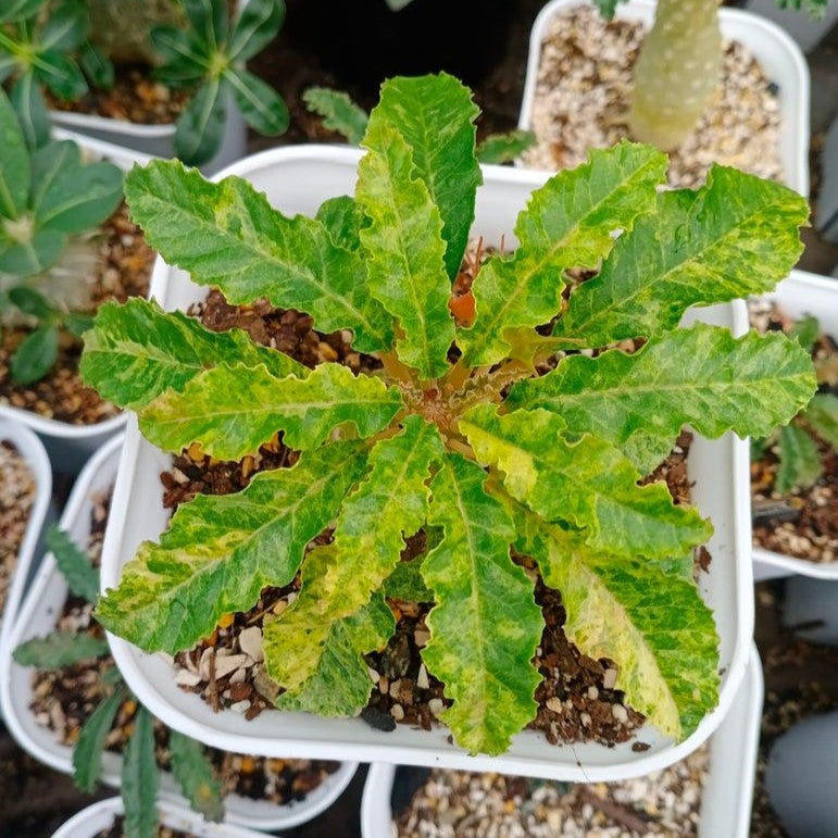 Dorstenia lavrani variegated plant-myBageecha