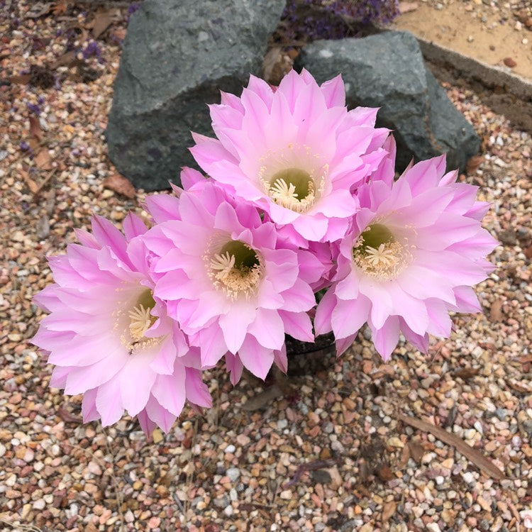 Echinopsis Rainbow Bursts Cactus Plant