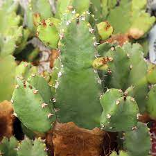 Euphorbia Resinifera Cactus Plant