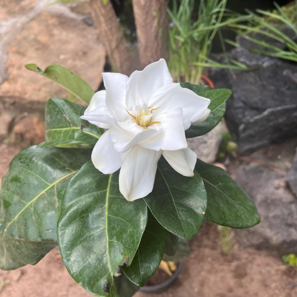 Gardenia Jasminoides-myBageecha