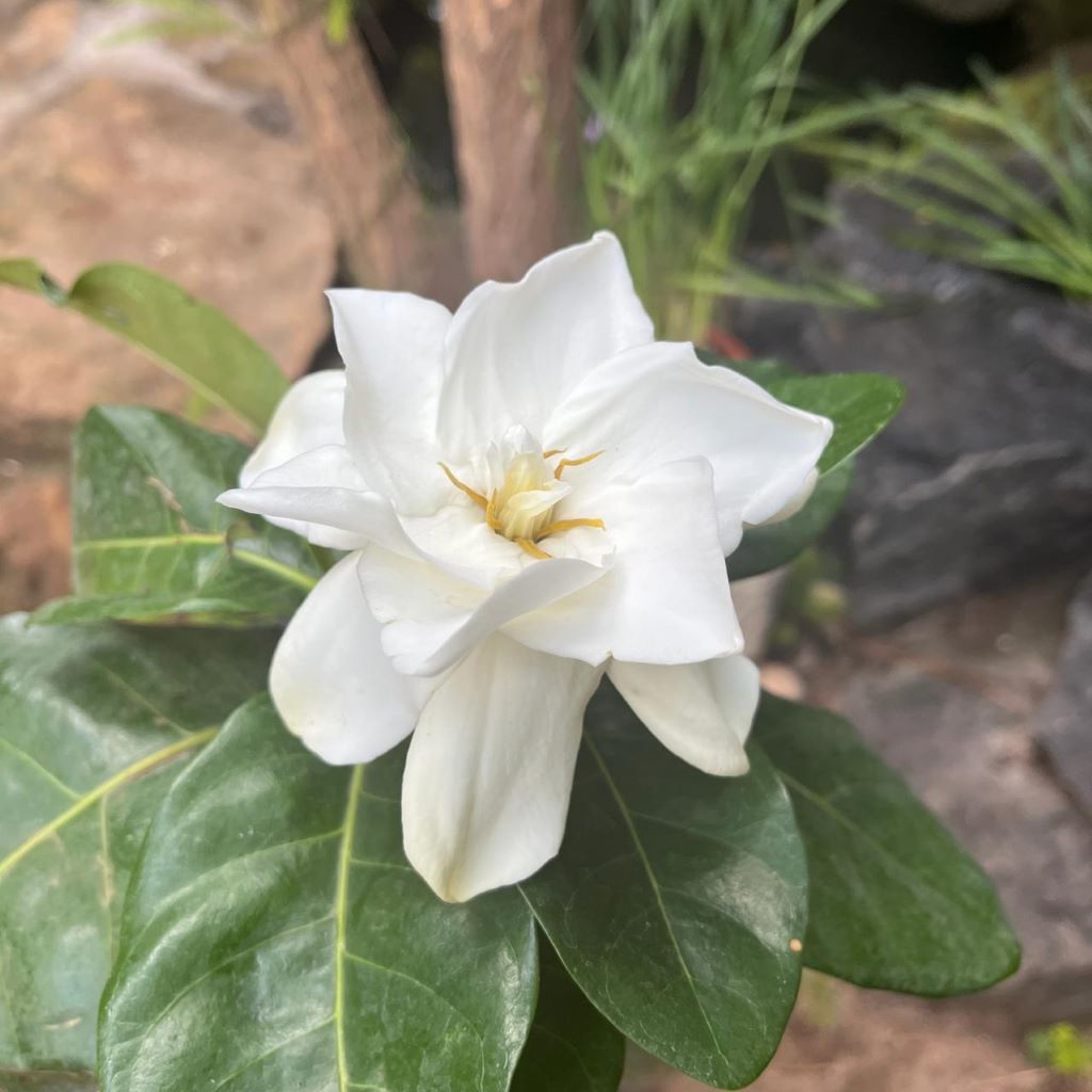 Gardenia Jasminoides-myBageecha