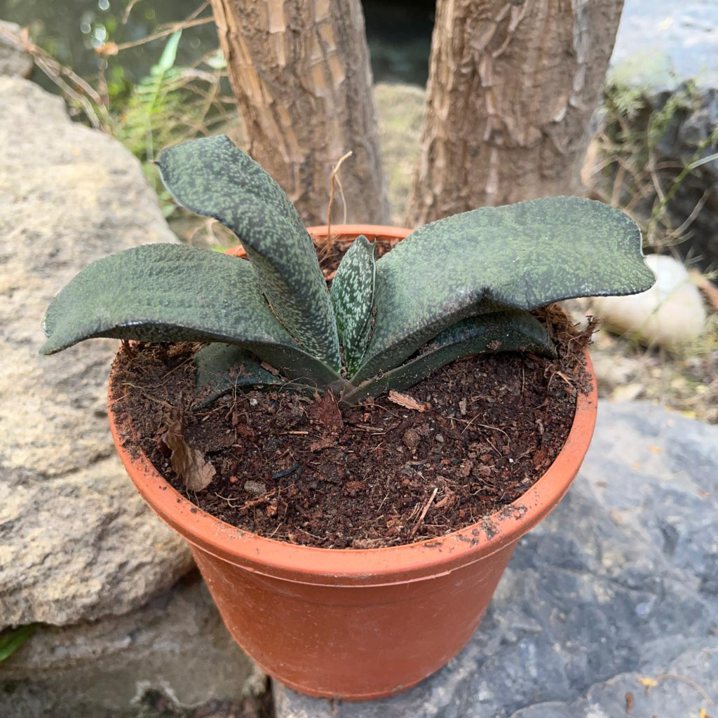 Gasteria Armstrongii Succulent-myBageecha