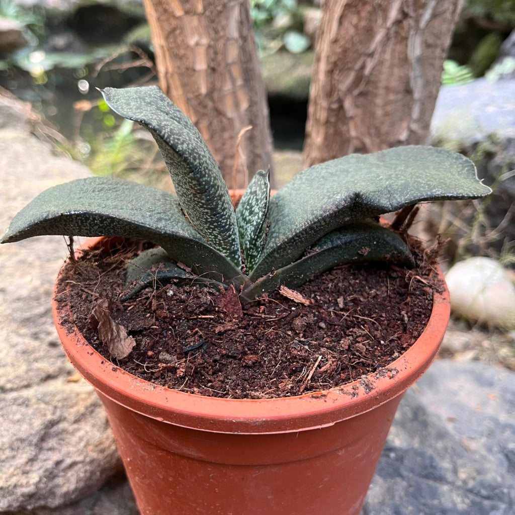 Gasteria Armstrongii Succulent-myBageecha