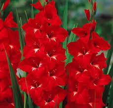 Gladiolus Trader Horn-myBageecha