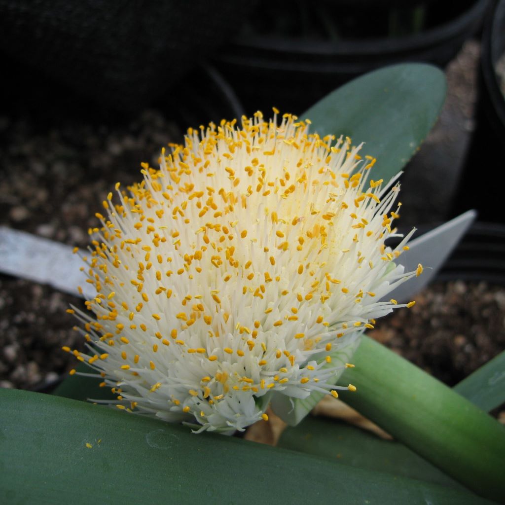 Haemanthus Albiflos Lily (Bulbs)-myBageecha