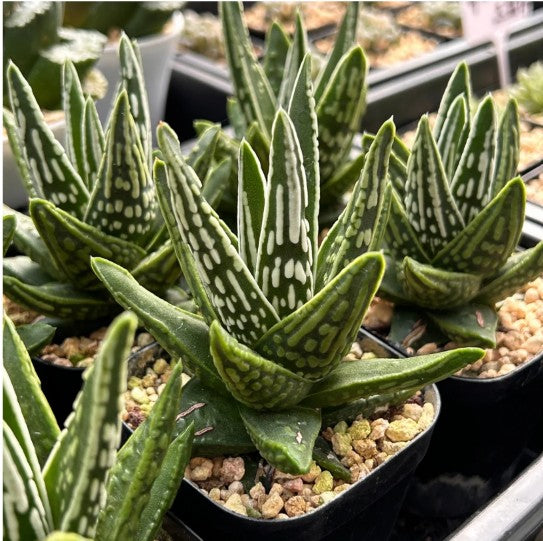 Haworthia pumila 'Tears of Angel' 