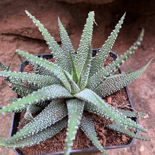 succulent green with white spots Haworthia Radula – Decorative Succulent Plant