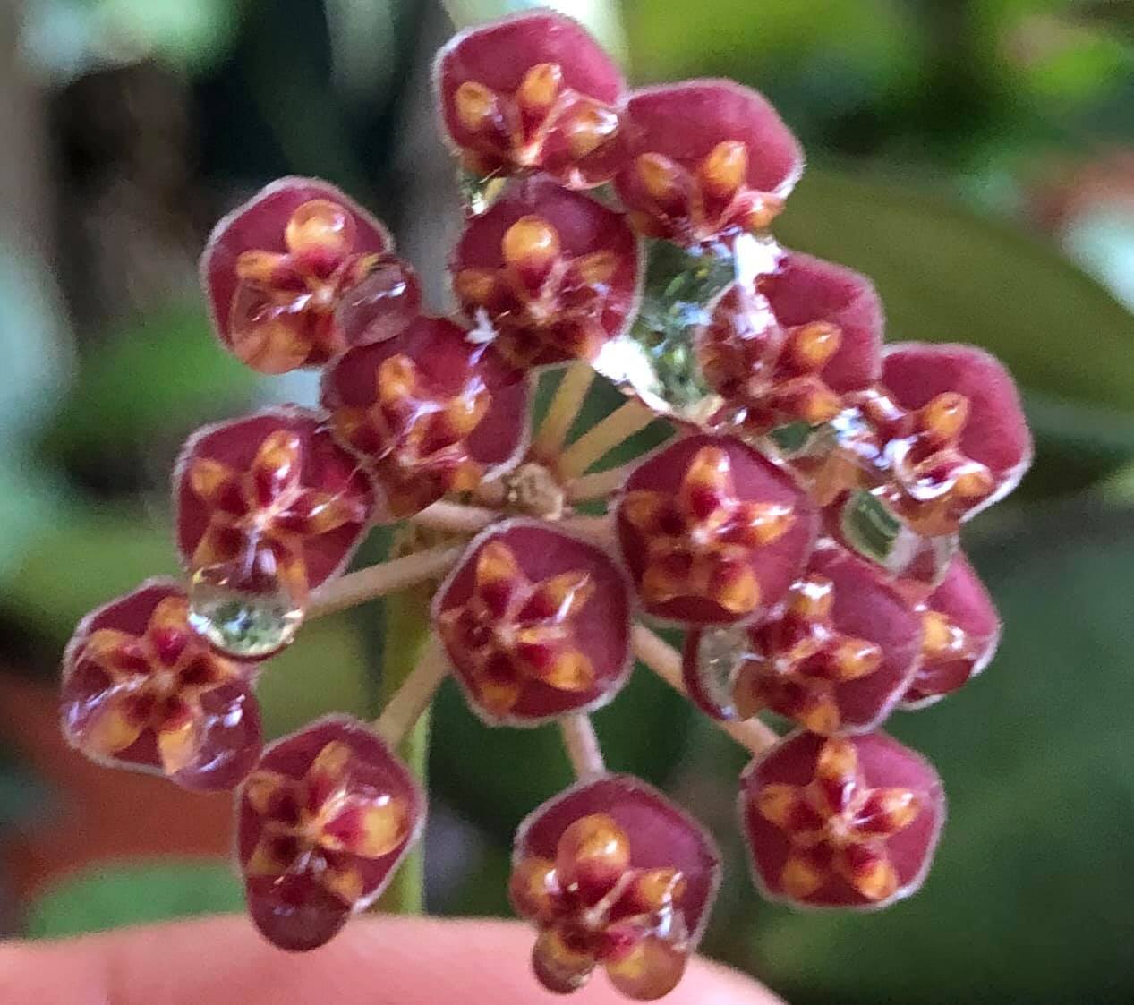 Hoya burtoniae Plant - myBageecha