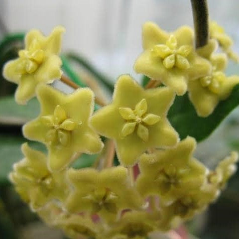Hoya Dimorpha Plant - myBageecha