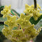 Hoya Dimorpha Plant