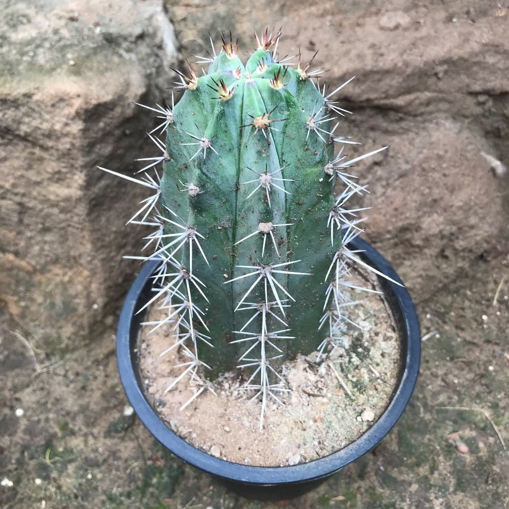 Lemaireocereus Pruinosus Cactus Plant - myBageecha