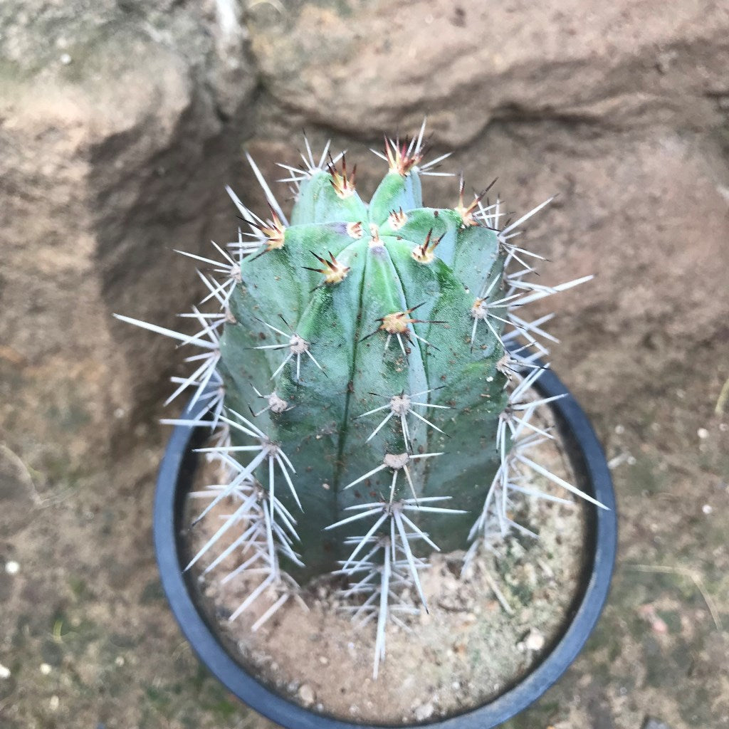 Lemaireocereus Pruinosus Cactus Plant - myBageecha