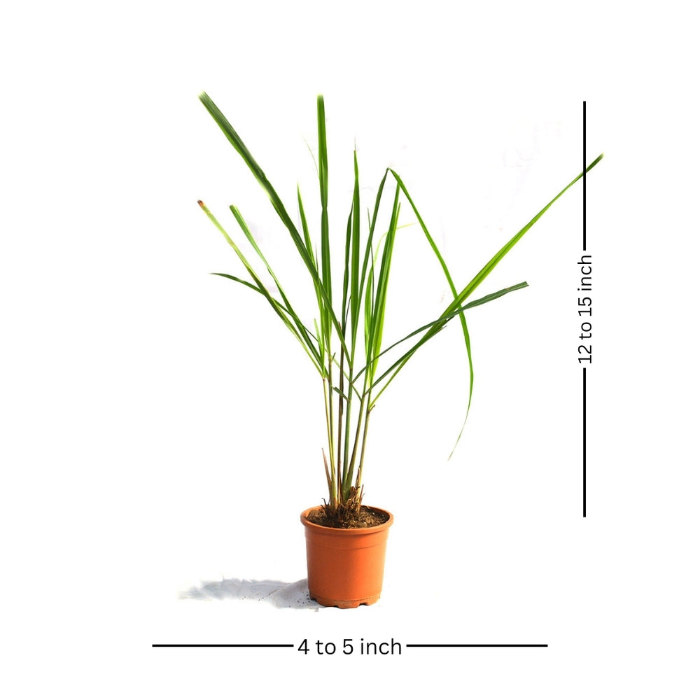 Lemon Grass Cymbopogon Citratus Plant