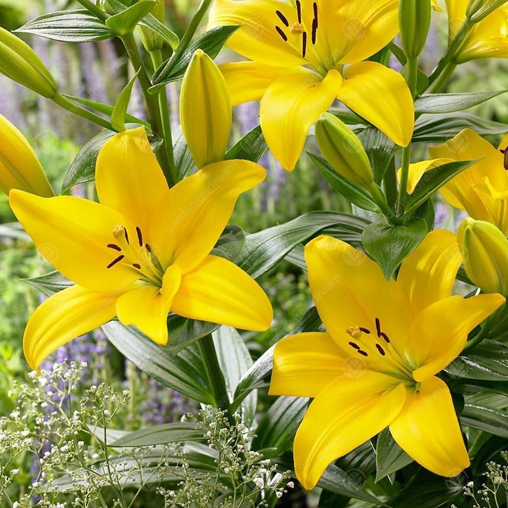 yellow asiatic lily Lilium Asiatic Nashville Bulbs – Yellow Lilies