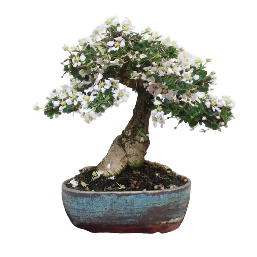 A hand holding a small potted Bonsai Malpighia Coccigera Mame tree with a curved trunk, green foliage, and clusters of tiny white flowers in a rustic blue-green ceramic pot against a plain light background.