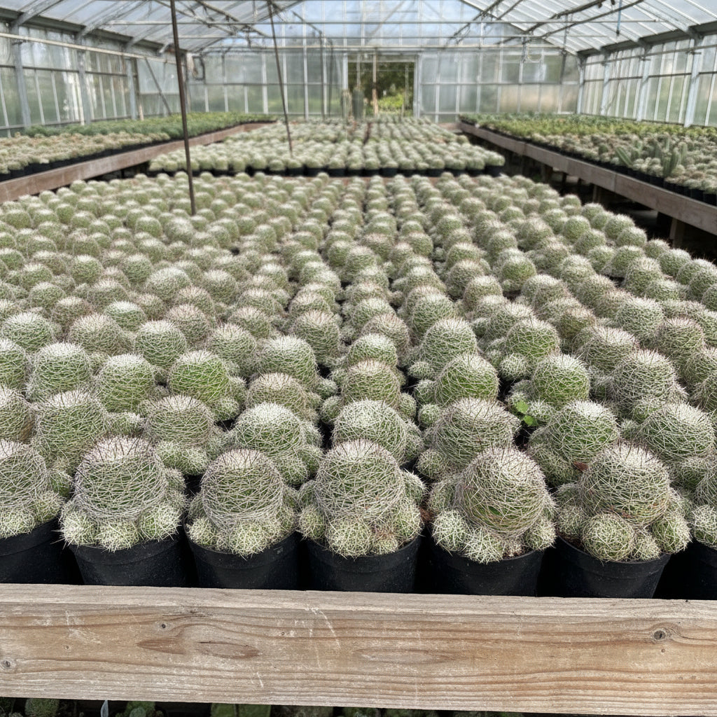 mammillaria densispina cactus plant collection.