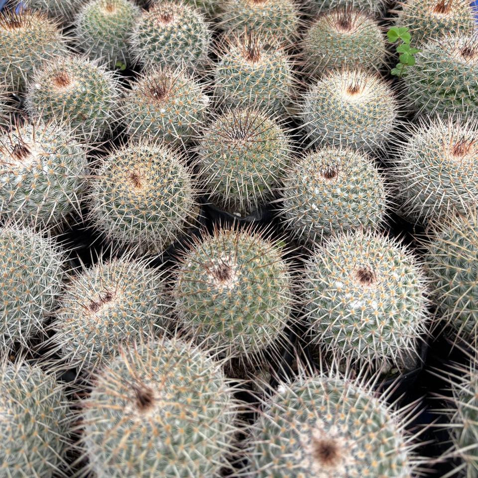 Mammillaria geminispina nobilis Cactus Plant collection