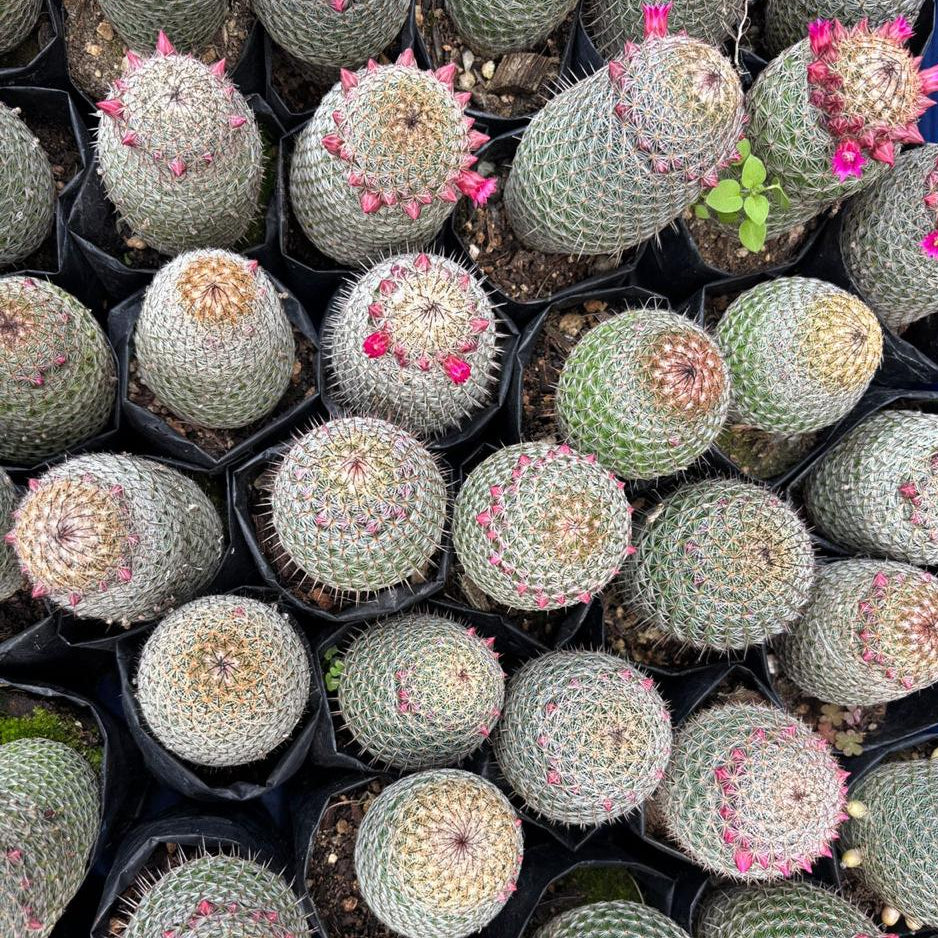 Mammillaria Pseudoperbella - myBageecha