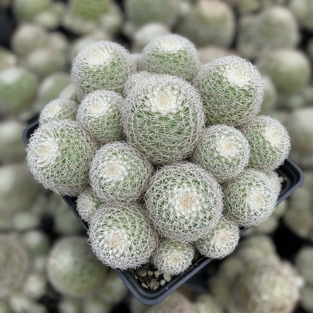 Mammillaria Densispina Cactus-myBageecha