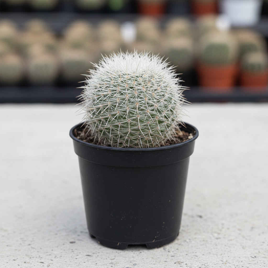 Mammillaria geminispina nobilis Cactus Plant