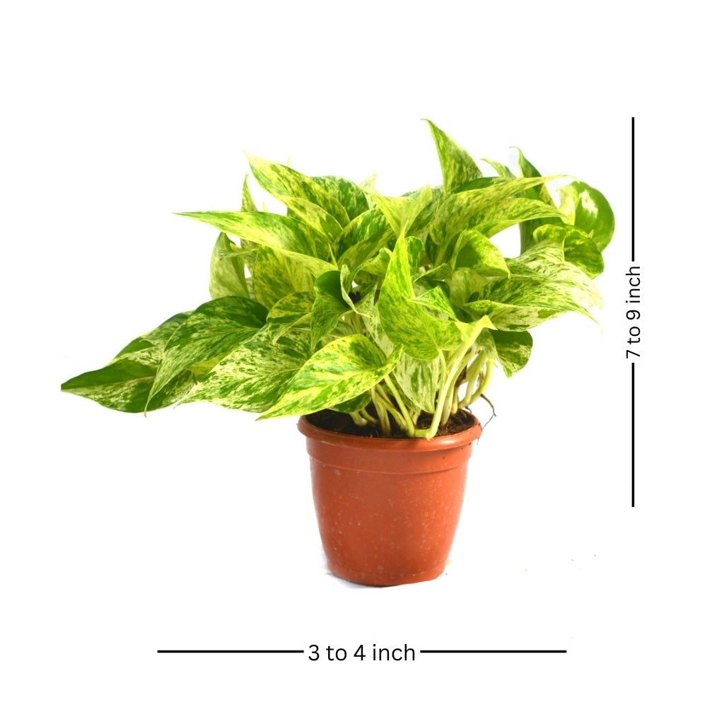 white marble money plant Pothos Marble Queen Variegated Indoor Vine