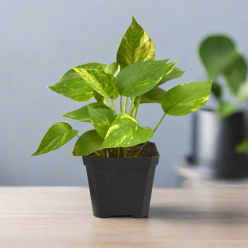 Pothos Golden Money Plant