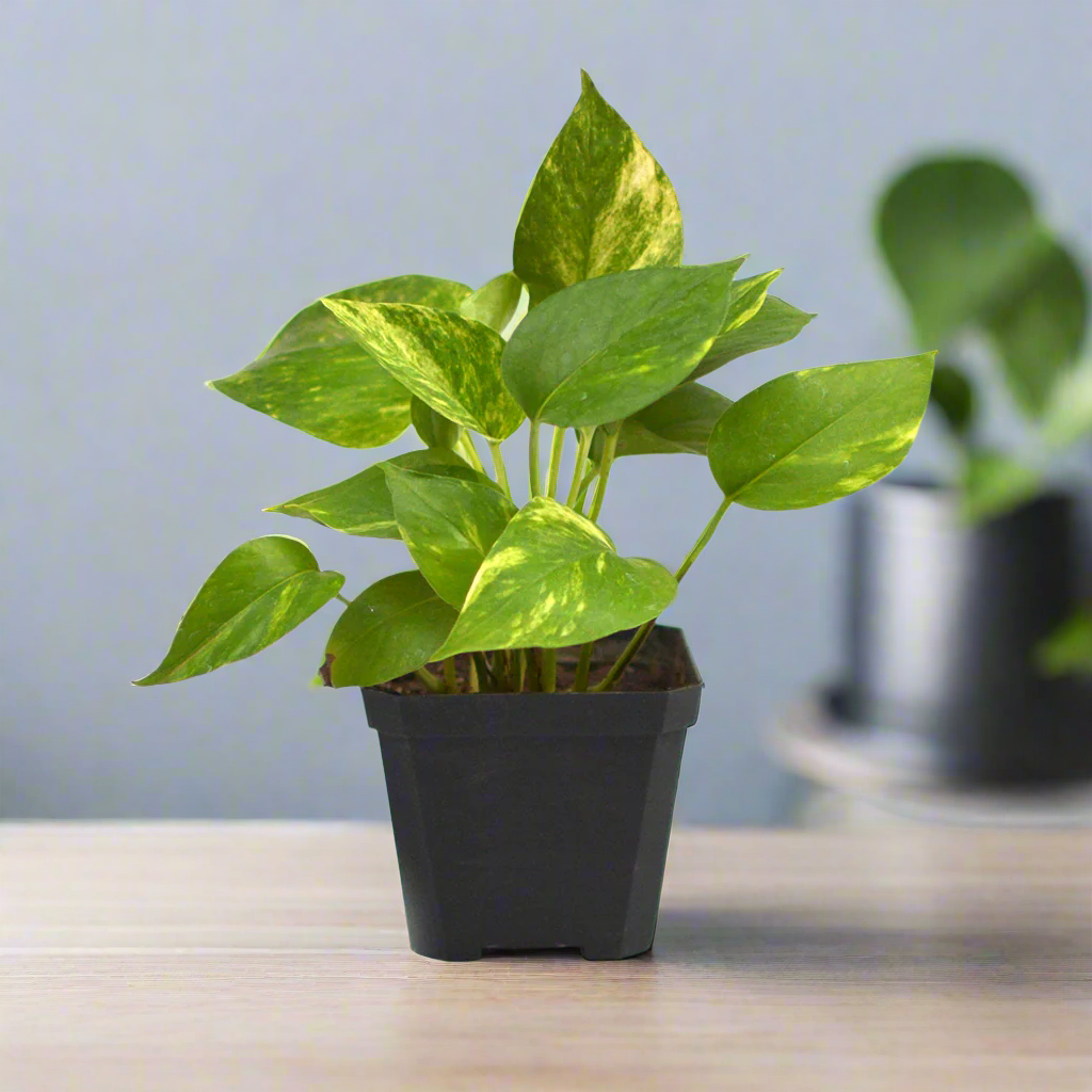 most expensive pothos plant Pothos Golden Trailing Air Purifying Plant