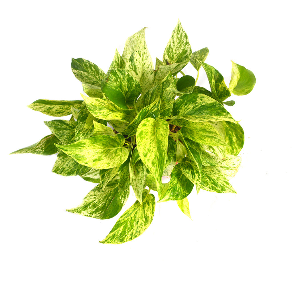 money plant marble queen Pothos Marble Queen Variegated Indoor Vine