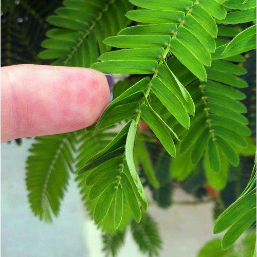 Picture showing sensitivity of Touch Me Not (Mimosa Pudica) 