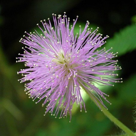 Flower of Touch Me Not (Mimosa Pudica) - myBageecha