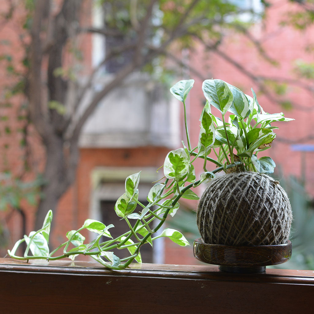 Cute Kokedama Moss Balls Combo of 3 - Kokedama Moss Ball Dwarf Jade + Kokedama Moss Ball Pearls and Jade Pothos + Kokedama Moss Ball Syngonium White Butterfly Plant - myBageecha