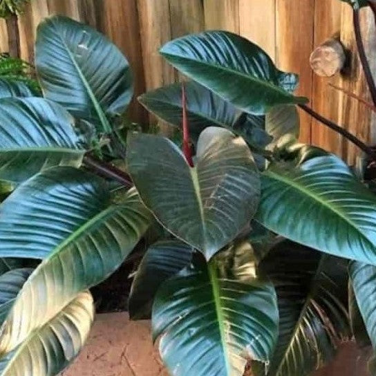 Philodendron Congo Red Plant-myBageecha