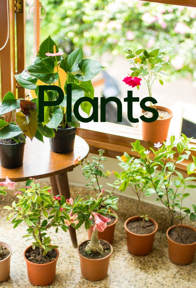 Perth's best indoor plant stores
