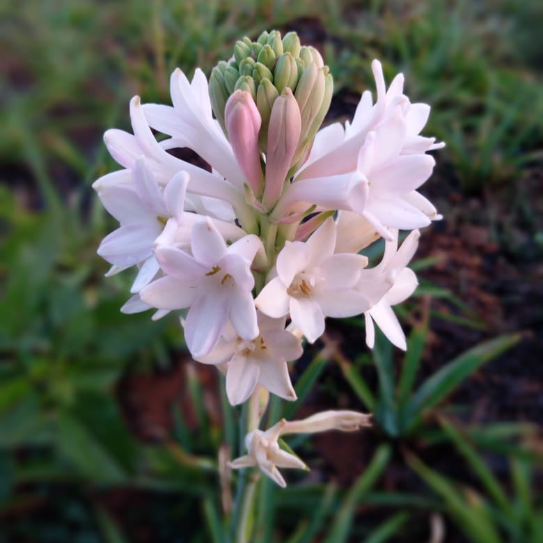 Rajnigandha-Polianthes tuberosa