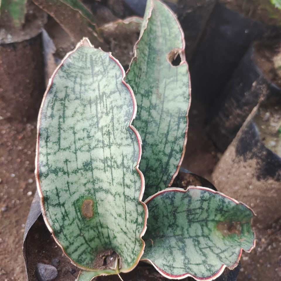 Sansevieria Kirkii Silver Blue plant-myBageecha