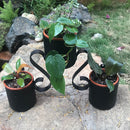 2 Tier Hanging Pot Stand