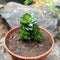 Crassula Estagnol Spiralis Succulent Plant