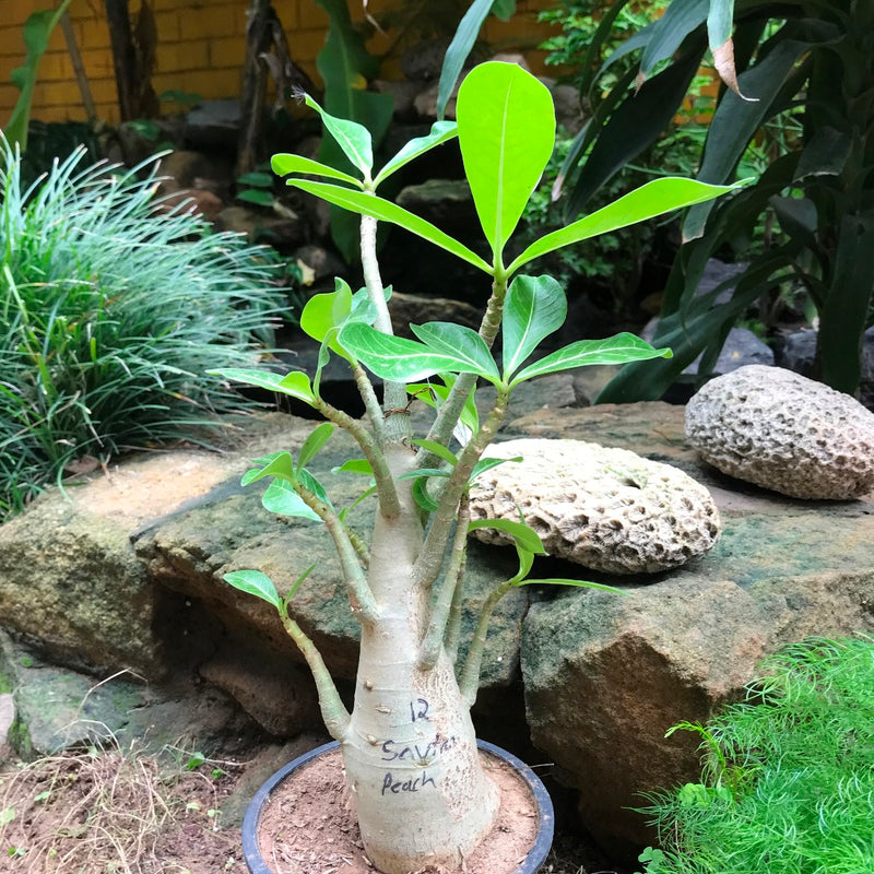 Adenium Arabicum - Sautnam Petch Plant