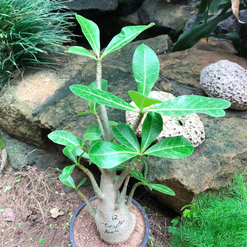 Adenium Arabicum - Sautnam Petch Plant