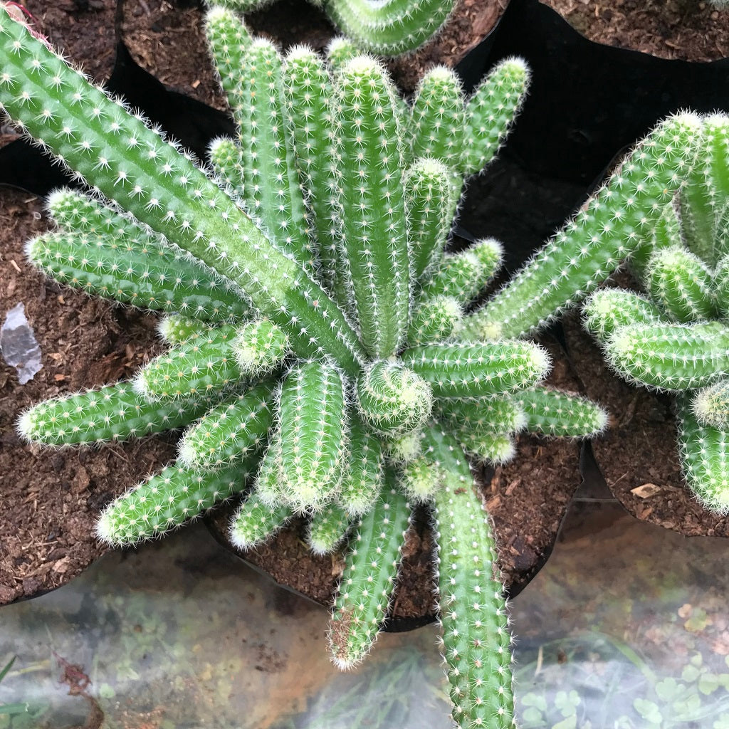 Echinopsis chamaecereus Peanut Cactus Plant