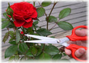 Flower Scissor In Red