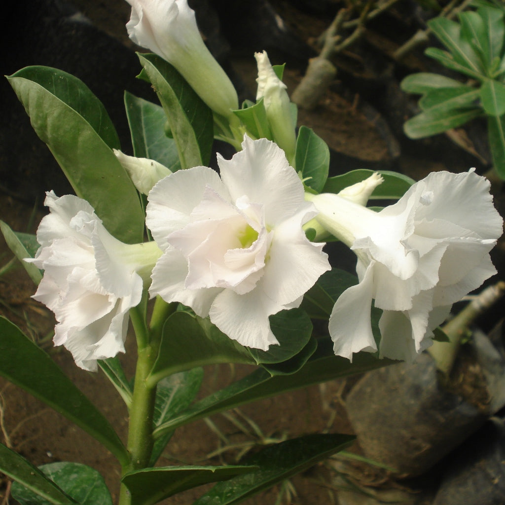 White Angel Adenium Plant - myBageecha