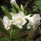 White Angel Adenium Plant